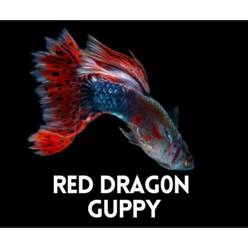 Jual ikan hias guppy dragon / ikan gupy tuxedo koi / ikan gapy rtd ...