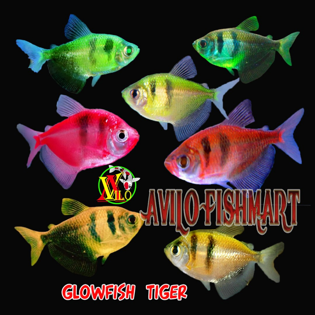 Jual ikan hias aquascape tetra fish tiger warna glow | Shopee Indonesia