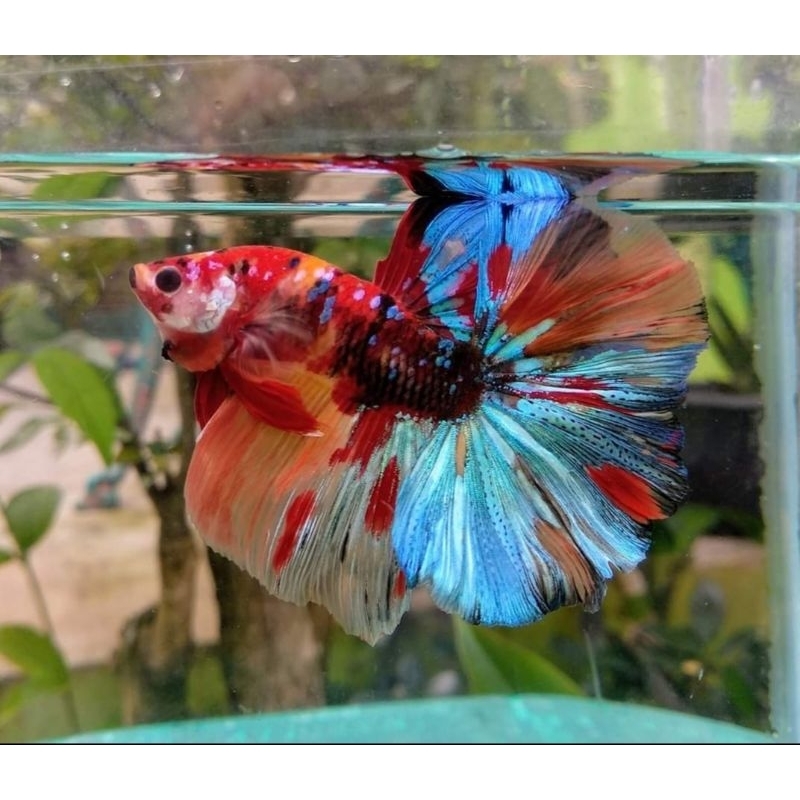 Jual Betta Fish HM Multy | Shopee Indonesia