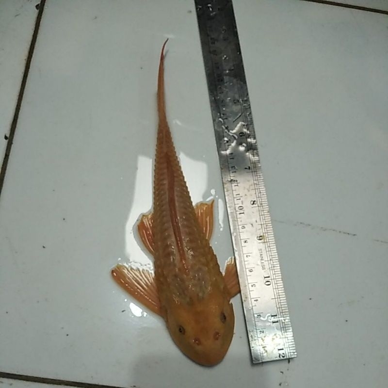 Jual Ikan Sapu Sapu Albino Jumbo Size 20 Cm Up Shopee Indonesia