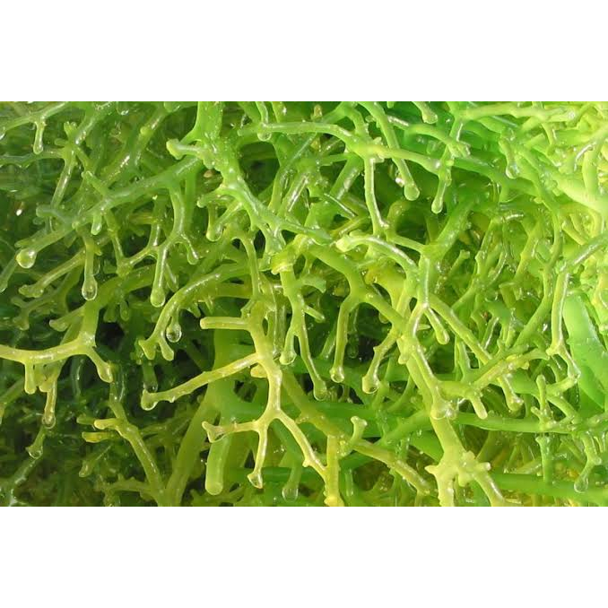 Jual Agar-agar powder, tepung agar-agar, plain, no flavour, no vanili