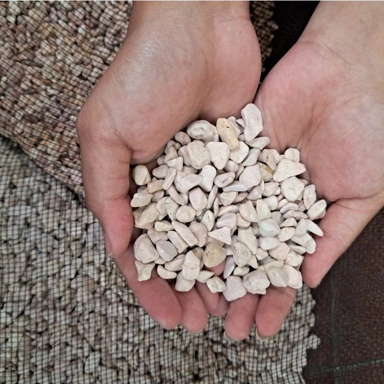 Jual 1 Kg KARANG JAHE, ZEOLIT, BATU FILTER, BATU APUNG, OYSTER KULIT ...