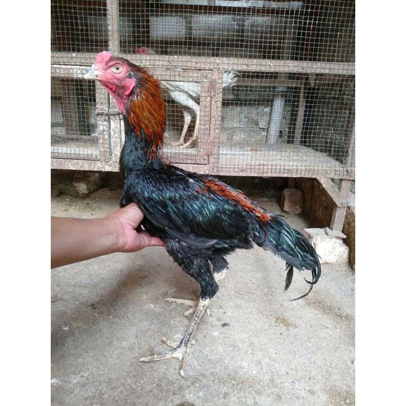 Jual TELUR FERTIL PLUCKER PAKOY ISTIMEWA | Shopee Indonesia