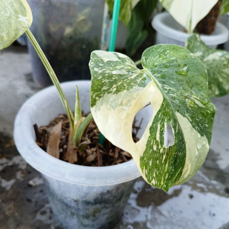 Monstera Deliciosa ひろげる 