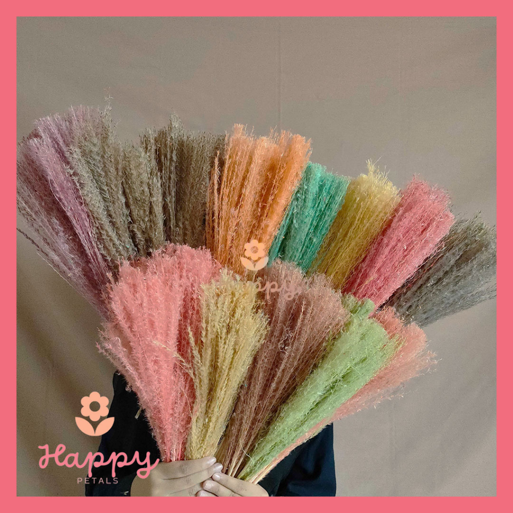 Jual Dried Flower Pampas Reed Color Rainbow Bunga Tanaman Rumput Bulu ...