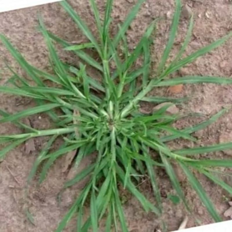 Jual RUMPUT BELULANG FRESH | Shopee Indonesia