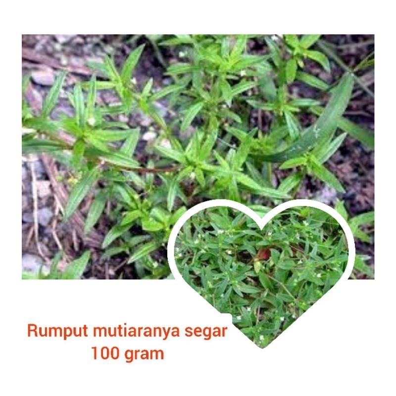 Jual RUMPUT MUTIARA SEGAR 100 gram | Shopee Indonesia