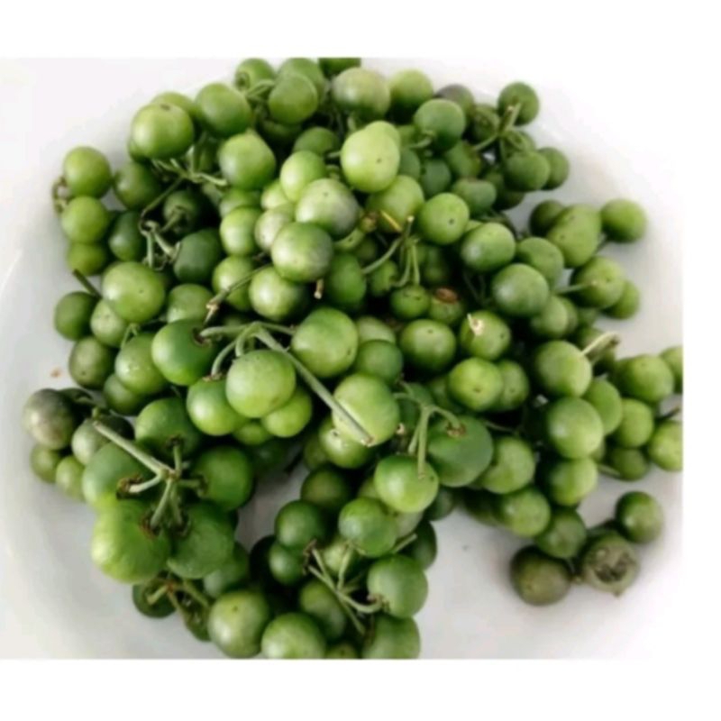Jual Rimbang /Tekokak segar | Shopee Indonesia
