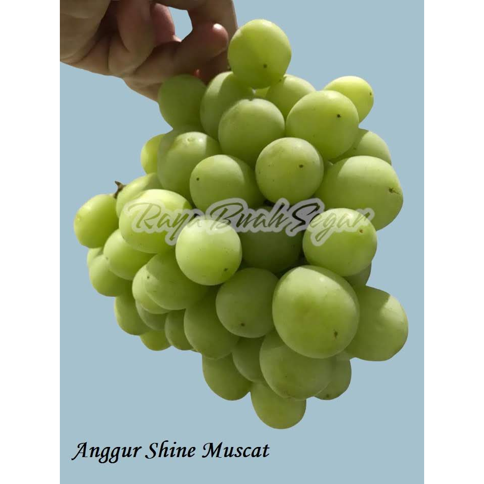 Jual Anggur Shine Muscat Pack Seedless Buah Import Segar | Shopee Indonesia