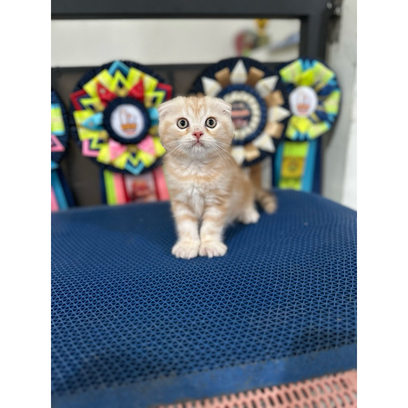 Jual Kucing Scottish Fold Jantan Tripel Fold Shopee Indonesia