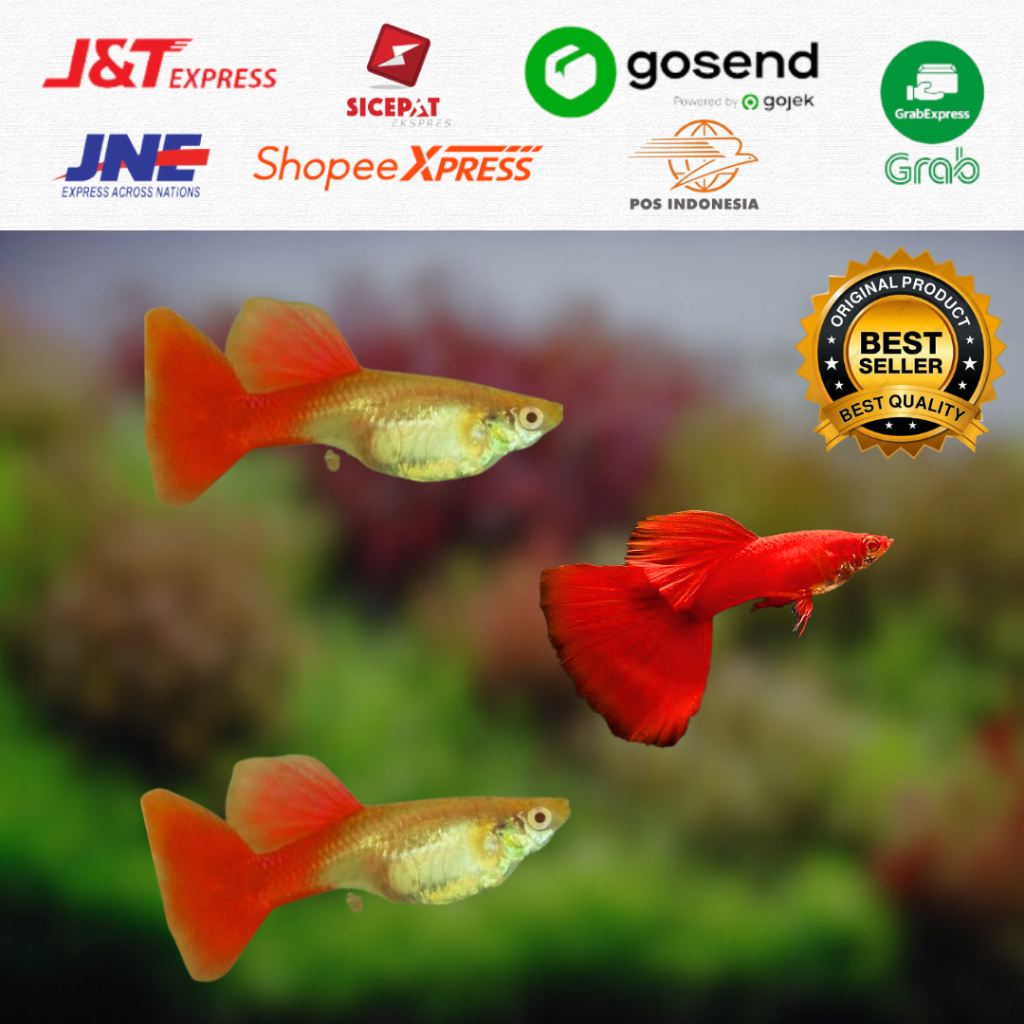 Jual Guppy Albino Full Red Afr Shopee Indonesia