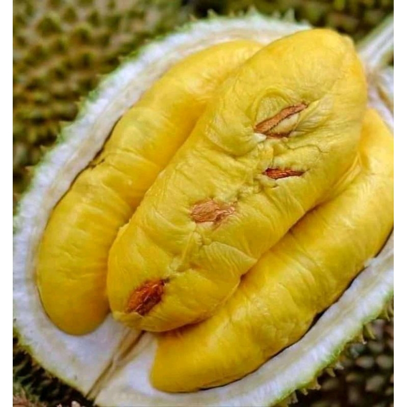 Jual Bibit Durian Kaki 3 Jenis Musangking Shopee Indonesia