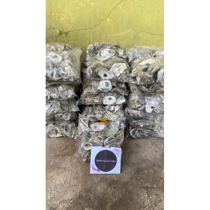Jual Oyster/Oister/Kulit Kerang Tiram 1kg/1000g media filter kimiawi/PH