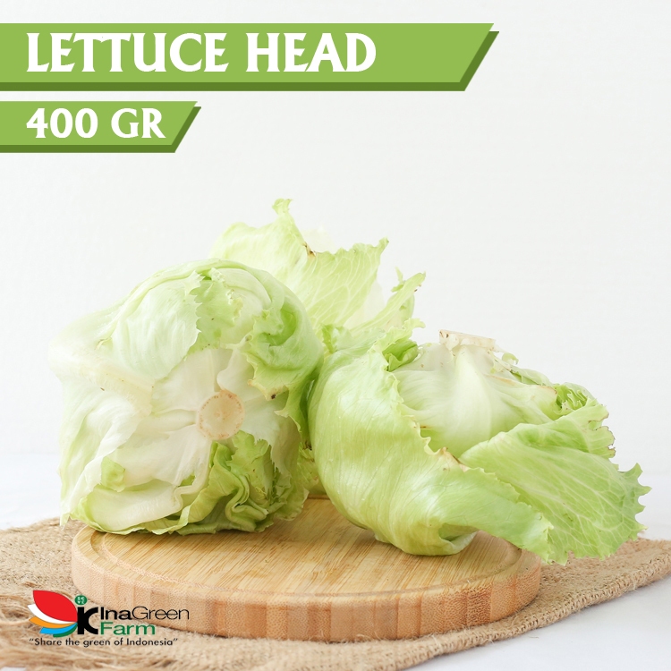 Jual Inagreen Farm Bandung Lettuce Head Fresh | Shopee Indonesia