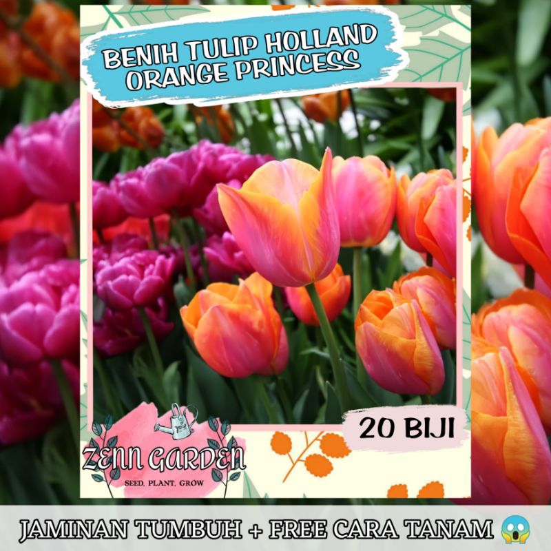 Jual Refa Butir Benih Bunga Tulip Single Rainbow Premium Seed Benih Tulip Bibit Tulip