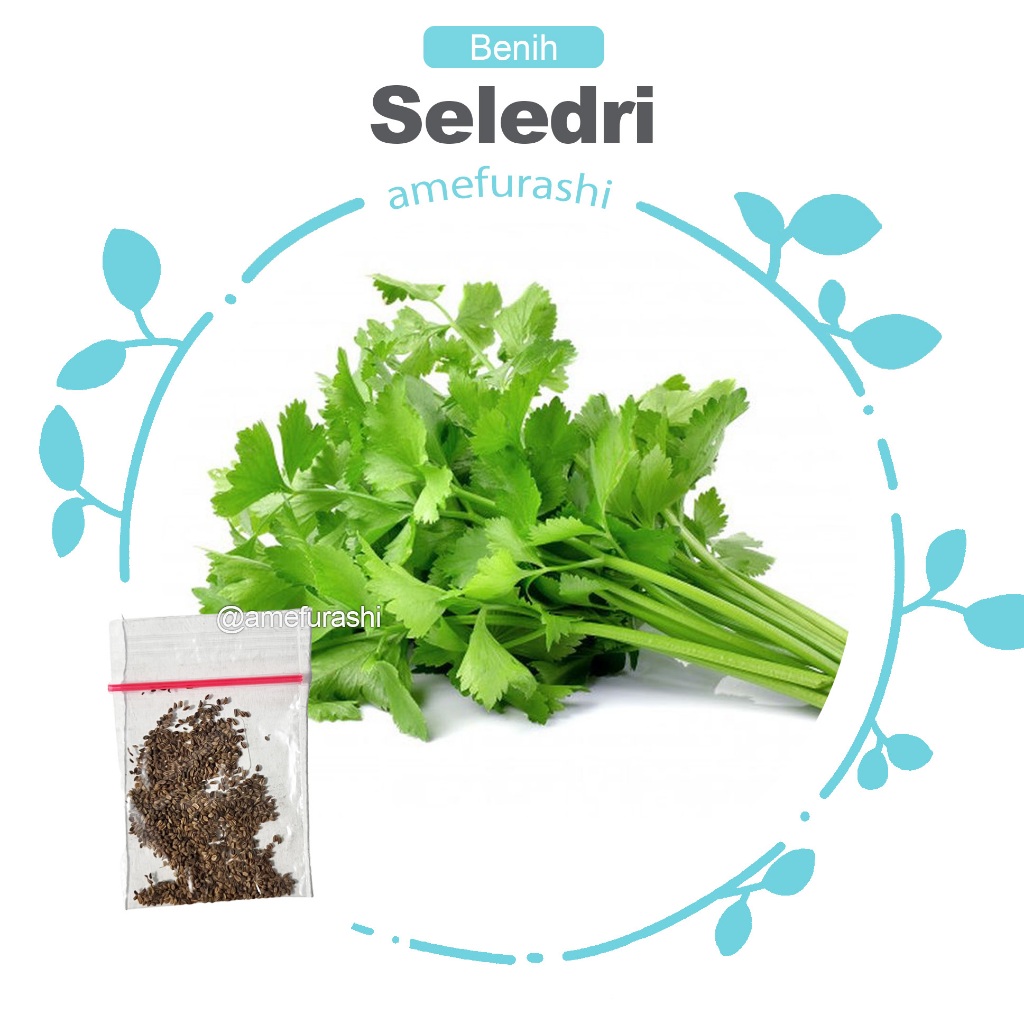 Amefurashi Bibit / Benih /Seeds Sayur Seledri Mudah Tumbuh