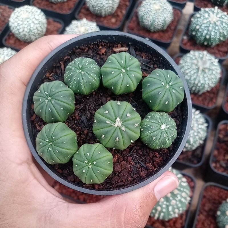 Jual Kaktus Astrophytum Nudum 2 Cm Hijau Polos Tanpa Corak Shopee