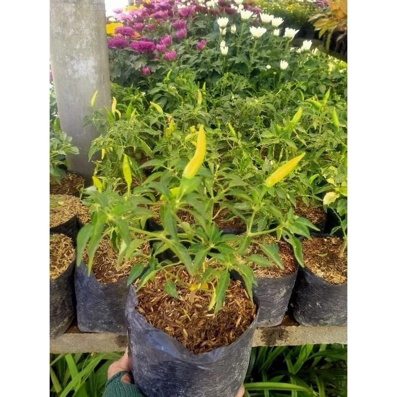 Tanaman Cabe Rawit Hijau Sudah Keluar Cabenya Siap Tanam Dan Daun Rimbun