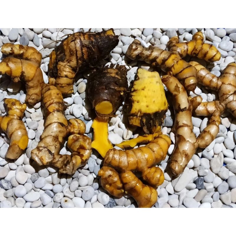Jual Temu glenyeh / temu bayi 1kg | Shopee Indonesia