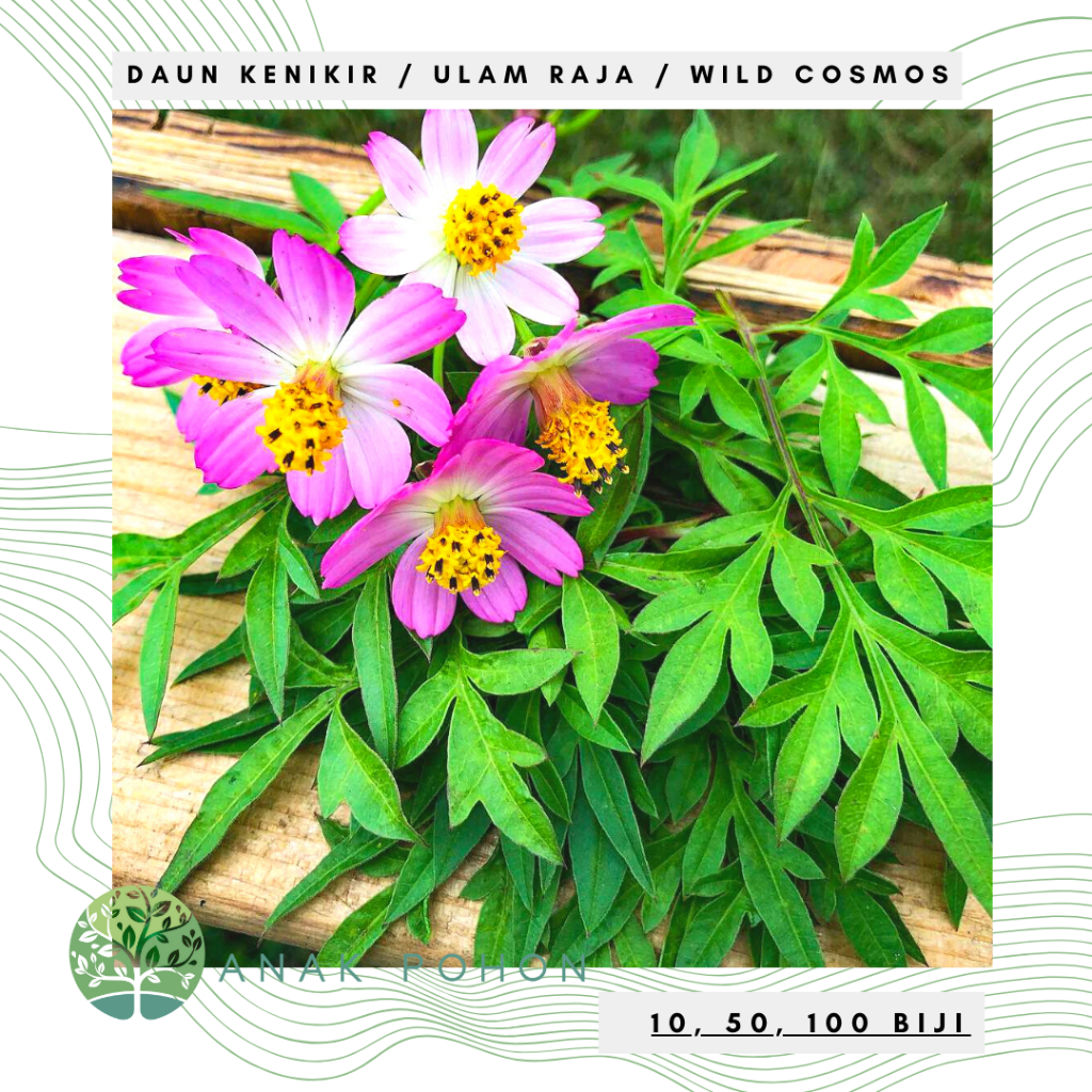 Jual Benih Bibit Biji - Sayur Daun KENIKIR (Antioksidan Tinggi untuk ...