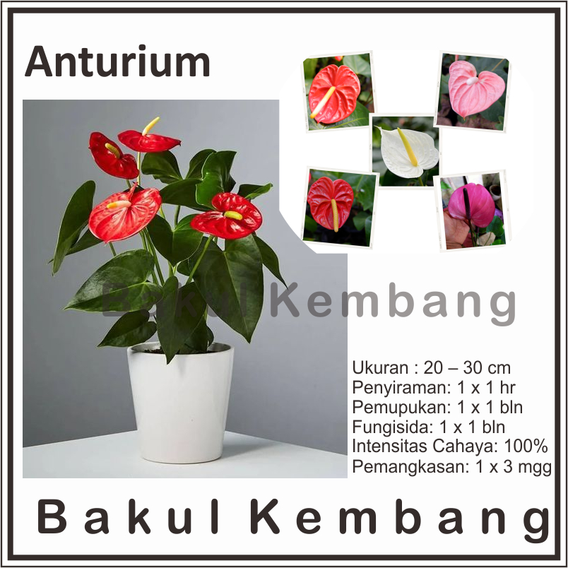 Jual Tanaman bunga Anthurium Bangkok anturium BERVARIASI - BAKUL ...