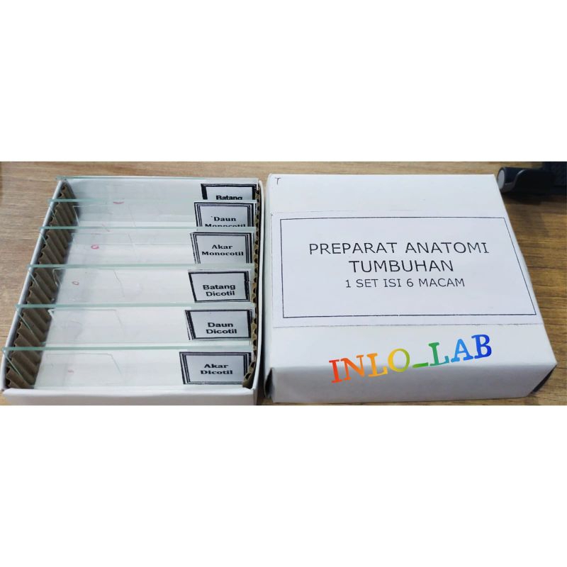 Jual Preparat Anatomi Tumbuhan 1 set 6 macam/Preparat Tumbuhan/Awetan ...