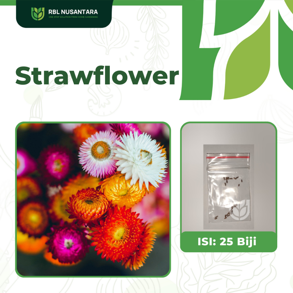 Jual 25 Bibit Benih Bunga Strawflower Swiss Giant Mix Warna Warni Bunga