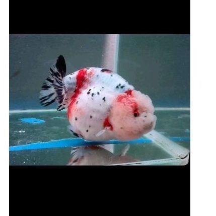 Jual Ikan Mas Koki Ranchu calico / lionchu fancy / lionchu sapi sapi an ...