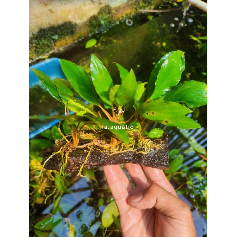 Jual kayu rentek Anubias sp tanaman aquascape | Shopee Indonesia