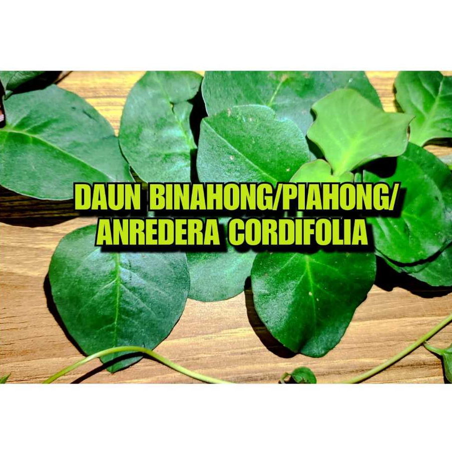 Jual DAUN BINAHONG / PIAHONG / ANREDERA CORDIFOLIA | Shopee Indonesia
