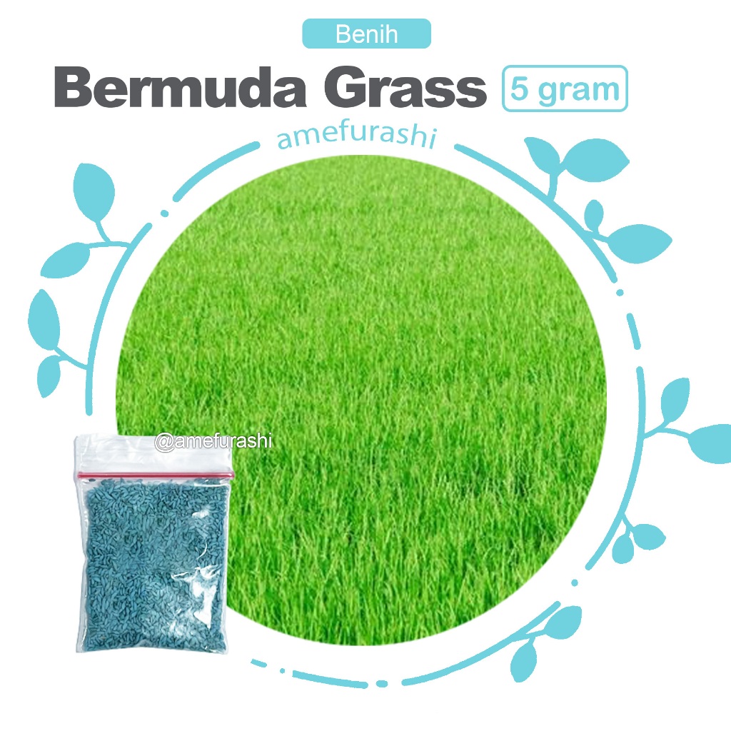 Jual Amefurashi 5 Gram Benih Bibit Biji Rumput Bermuda Grass Rumput