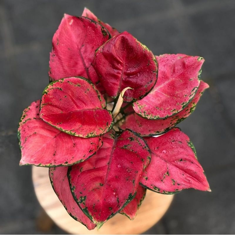 Jual Aglonema Red anja/Red anjamani/tanaman hias/tanaman hias murah ...