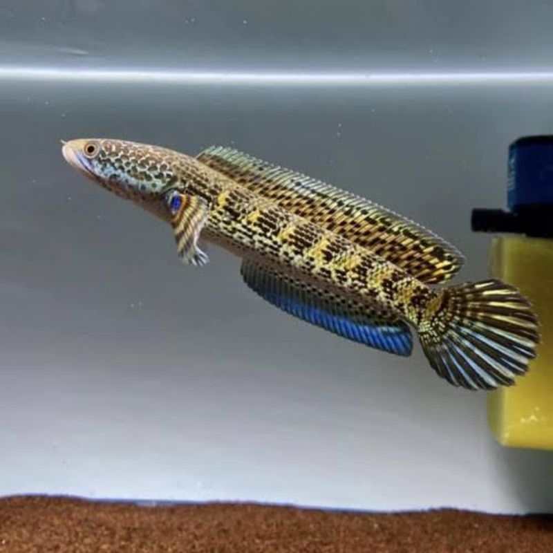 Jual Ikan Channa Chana Cana Canna Auranti Ukuran 11-12cm | Shopee Indonesia