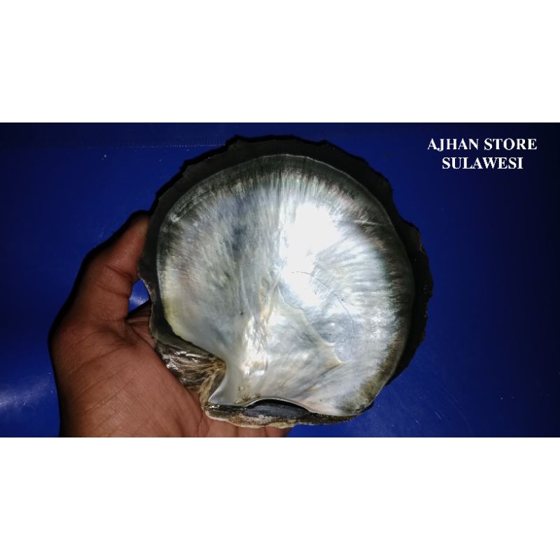 Jual Cangkang Kerang Mutiara Jenis Japing | Shopee Indonesia