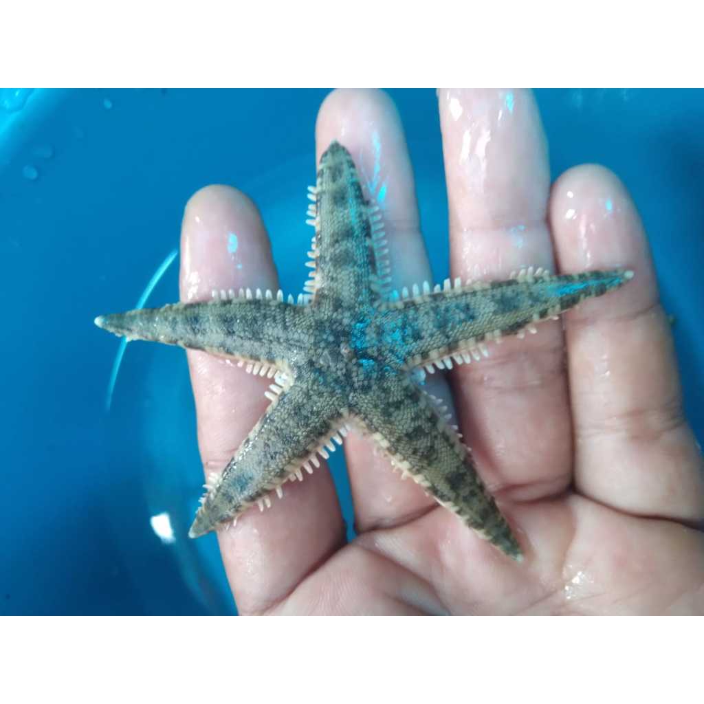 Jual Bintang PASIR - Sand Shifting Starfish | Shopee Indonesia