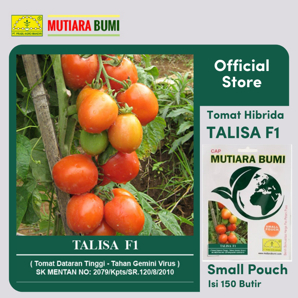 Jual BENIH TOMAT DATARAN TINGGI TALISA F1 SMALL POUCH ISI 150 BUTIR ...
