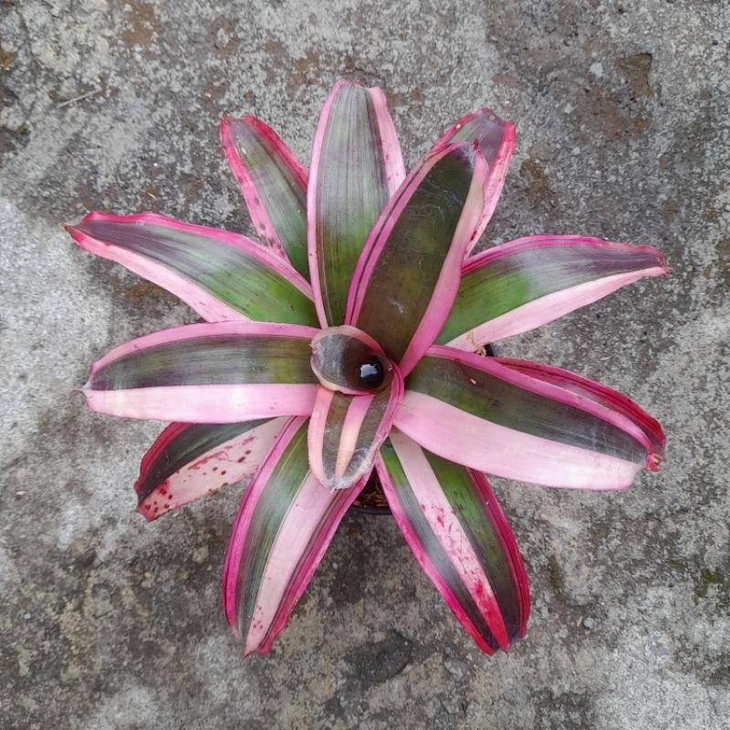 Jual Neoregelia Luna mutasi | Shopee Indonesia