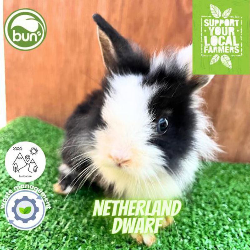 Jual Kelinci Mini Netherland Dwarf Bulu Panjang Shopee Indonesia