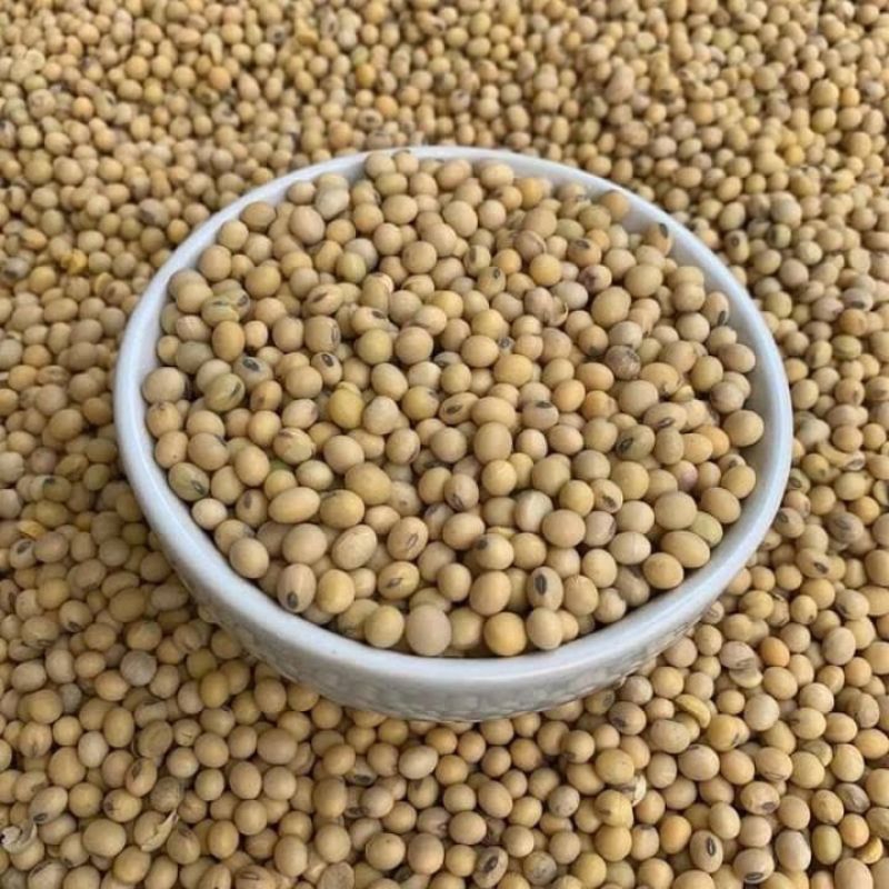 Jual Kacang Kedelai Import 1kg Grade A Kacang Kedelai Soybean Shopee