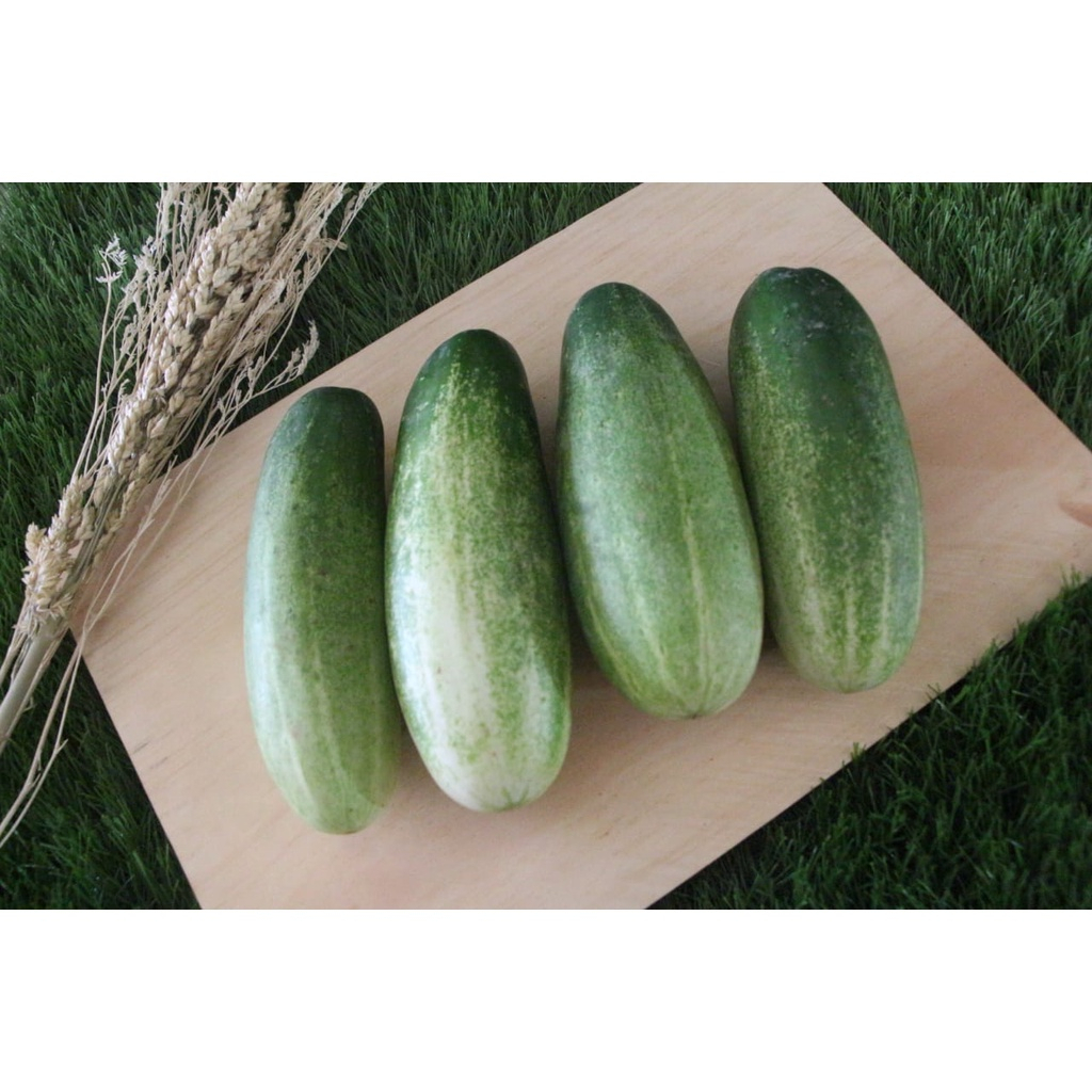 Jual Timun / Mentimun 500 gr Fresh | Shopee Indonesia