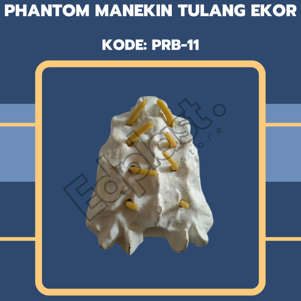 Jual PHANTOM TORSO ANATOMI | ALAT PERAGA MODEL TULANG EKOR | BIOLOGI ...