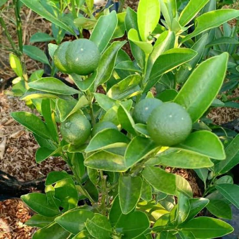 Jual Bibit Jeruk Limau Kasturi Jeruk Sonkit Jeruk Kalamansi Jeruk Lemon Cui Jeruk Kip 0230