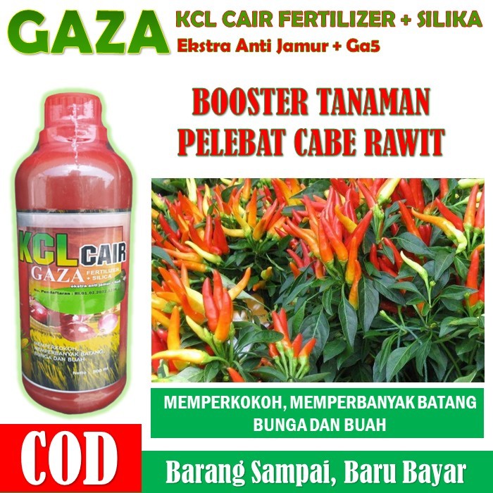 Jual Pupuk Booster Buah Cabe Terbaik Isi Kcl Gaza Fertilizer Pupuk Kalium Cair Pelebat