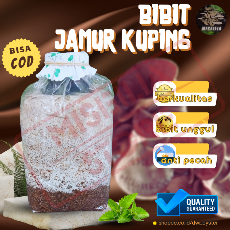 Jual Bibit Jamur Kuping F2 Kuping Hitam Kemasan Plastik Berkualitas