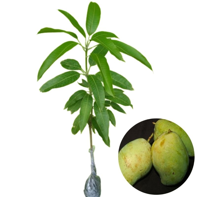 Jual Pohon Mangga Cengkir Super 80cm Up | Shopee Indonesia