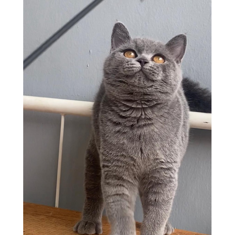 Jual Kucing British shorthair Female | Shopee Indonesia