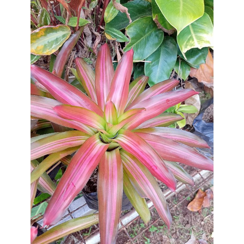 Jual tanaman bromelia tricolor | Shopee Indonesia