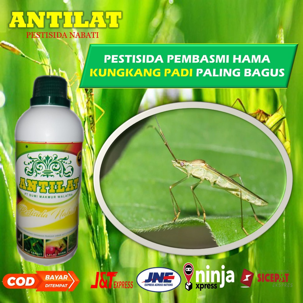 Jual Antilat 500ml Pupuk Pestisida Untuk Mengusir Hama Kungkang Pada