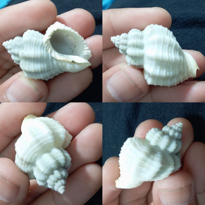 Jual cangkang kerang nipponsphera habei shell/cantharus ringens langka ...