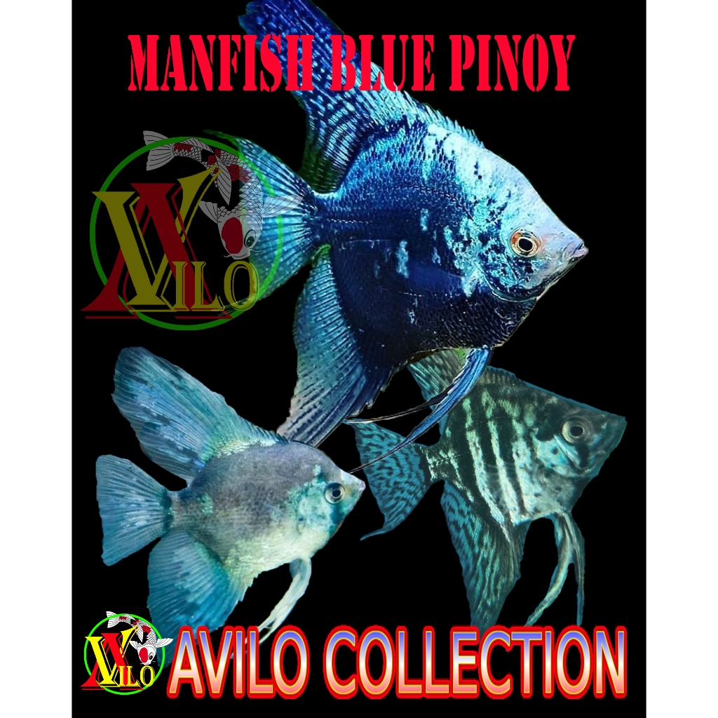 Jual ikan hias aquascape manfish pinoy blue size sedang angelfish ...